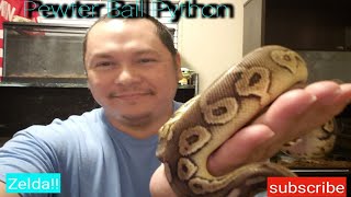 Pewter ball python Zelda [upl. by Francisca]