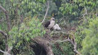 Nesting Philippine Eagle with Eaglet [upl. by Honora44]