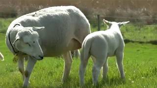 Schapen en lammetjes de wei in lange versie [upl. by Debbra]