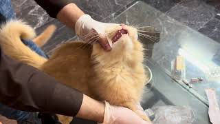 New Virus of pets  Cats Virus  Cats Deworming  Pet Vaccinations  Full Vlog Cats Vet Visit [upl. by Neenwahs926]