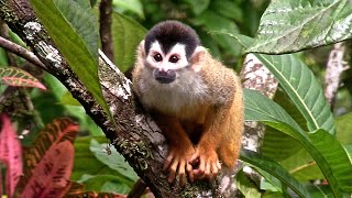 Remembering Central American Squirrel Monkeys [upl. by Eeladnerb]