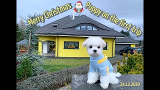 Four months old Maltese goes CRAZY in the garden 🤪 Happy Christmas in a Czech small town [upl. by Bannon589]