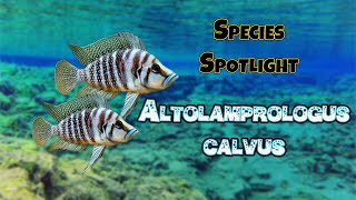 Species Spotlight Pearly Calvus Altolamprologus Calvus [upl. by Varrian941]