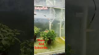 Zebra fish aquatics  Naveen aquarium pondicherry [upl. by Leddy]