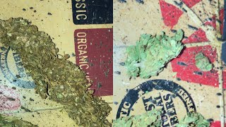 SATIVA STRAINS COMPARISON Ethiopian Shashamane and Lemon Haze [upl. by Erin25]