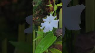 Thunbergia Fragrans flowers gardenplants gardenflowerplants [upl. by Hanas914]