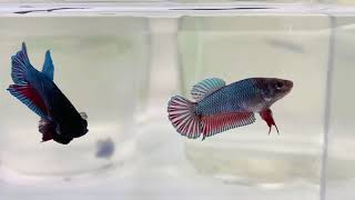 Betta Plakat  ThaiMalay Breeding Pair [upl. by Dora]