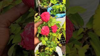 ரோஜா செடி அதிக மொட்டுகள் வைக்க இதை கொடுங்கள்rose plant growing fertilizer tamilgardenshortvideo [upl. by Recha]