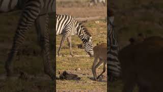 Oxpeckers on Reedbuck shorts kenyawildlife [upl. by Estren880]