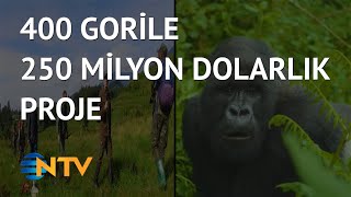 NTV ekibi Ruanda’da gümüş sırtlı gorilleri görüntüledi [upl. by Yenitirb]