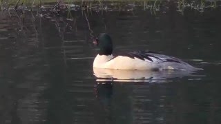 Goosander Male at Half Round Pond Swansea [upl. by Giacobo12]