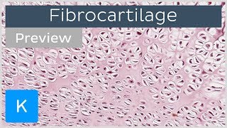 Practice Identifying Connective Tissue Complete [upl. by Moe733]