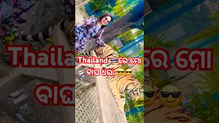 Thailand 🇹🇭 ରେ ମୋ ବାଘ ଧରା 😎😎thailand bangkok tiger s s linky blogs [upl. by Andros]