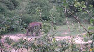 Bush Camp Walking Safari in Sri Lanka  at Tree Tops Jungle Lodge [upl. by Nannie]