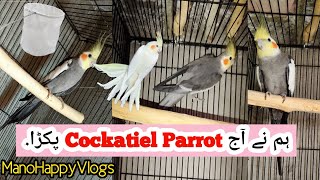 We caught a cockatiel parrot todaydifferent types of Cockatiel birdsManoHappyVlogs [upl. by Shugart225]