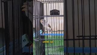 Canary singing birds sounds at its best  Melodies canary bird song bird canary shorts birdworld [upl. by Nitsug]