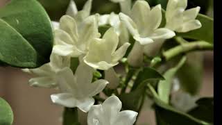 Stephanotis The Language of Flowers A Visual Symphony [upl. by Anyat280]