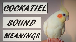 Cockatiel Sound Meanings [upl. by Nytsirhc278]