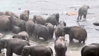 Pinnawala Elephant orphanage Sri Lanka Elephant bathing time asianelephant srilanka travel [upl. by Ahsataj]