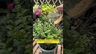 Plant care tips  DIY home remedies for plant growth  Homemade fertilizer for plants gardening [upl. by Gnaht]