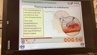 KS5ALEVELBIOLOGYHomeostasisThermoregulation in endotherms too cold [upl. by Kcire]