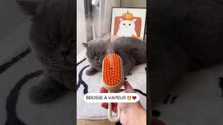 Je teste le fameux brosse à vapeur pour chat [upl. by Juxon]