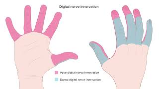 Digital Nerve Block Techniques [upl. by Tiny]