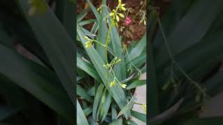 Dianella ensifoliadianella lilygardenplants gardeninggarden nature [upl. by Tinya]