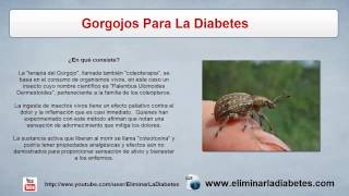 Gorgojos Para La Diabetes  Tratamiento Natural Diabetes [upl. by Eloken]