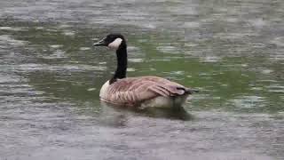 FRIENDSHIP CAMEL THE SNOW GOOSE [upl. by Yxel479]