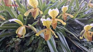 Paphiopedilum Orchid blooming flower [upl. by Wilmar754]