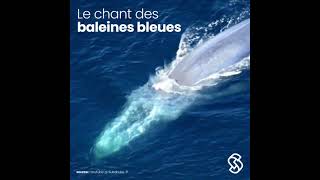 🐋 Le chant des baleines bleues [upl. by Jamison863]