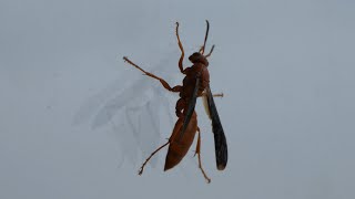 Red Paper Wasp climbs up glass wall [upl. by Zandt985]