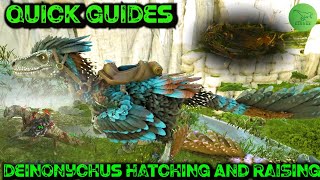 How To Steal Hatch And Raise Deinonychus Eggs  Ark Quick Guides  2020 [upl. by Tobi]