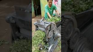 Hogweed shredding process automobile automachine funny agromachinery farming agrimachinery [upl. by Agbogla649]