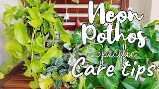 Neon Pothos care and propagation tips Avoid yellow leaves and root rot [upl. by Alyson]