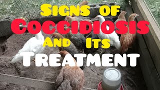 COCCIDIOSIS SIGNS AND ITS NATURAL TREATMENT [upl. by Tav]