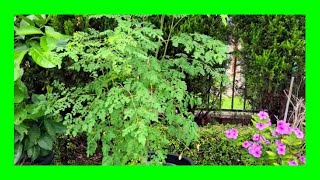 How To Grow Moringa In Containers Growing Moringa Indoors [upl. by Leakim]