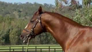 Husson at the 2015 Vinery stallion parade [upl. by Eilarol477]