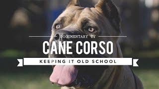 CANE CORSO KEEPING IT OLD SCHOOL [upl. by Elletsirk]