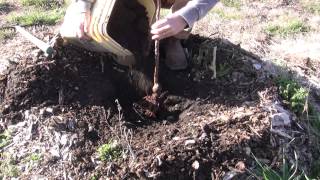 How To Plant A Gala Apple Tree [upl. by Skiest]