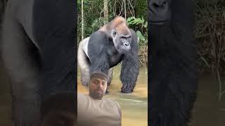 Gorilla eating food gorilla wildlife animals nature viralvideo [upl. by Denman]