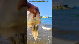 Rescue mission saved world quots of jellyfish life viral trending saving shorts [upl. by Nelrac]