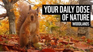 A Daily Dose of Nature  UK Woodlands  WWF [upl. by Adnarom]