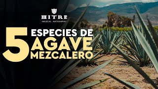 5 ESPECIES de AGAVE para MEZCAL  Maguey Mezcalero 🐆 [upl. by Killoran782]