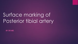 posterior tibial artery surface marking surface marking of posterior tibial artery [upl. by Comptom756]