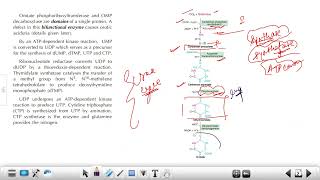 CSIR PYQs Biosynthesis of Pyrimidine Nucleotides  Inhibitors amp Regulation [upl. by Odyssey]