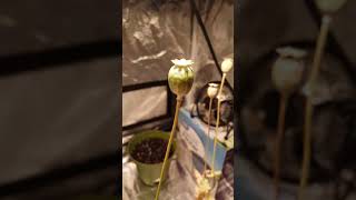 Indoor poppies seed preservation [upl. by Skipton]