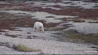 Polar Bear Takes a Walk to the New Cam Tower 1052024 exploreorg [upl. by Joed266]