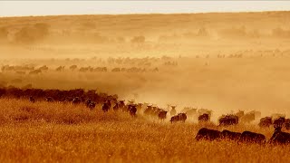 The Great Migration  Wildebeest Migration  Masai Mara [upl. by Tucker]